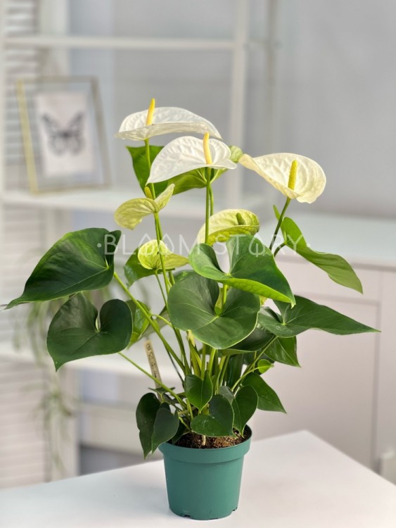 Антуриум белый Вайт Чемпион ⌀14 50 см 