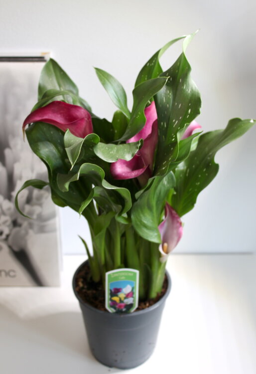 Калла бордовая ⌀12 40 см 