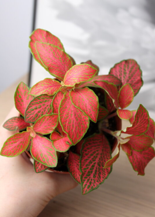 Фиттония красная Скелетон Ред 