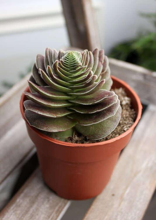 Крассула Капителла Туррита ⌀8 