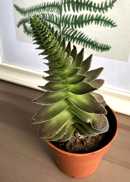 Крассула Капителла Туррита ⌀8 