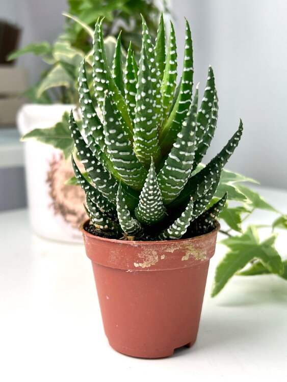 Хавортия Рейнвардта ⌀5 