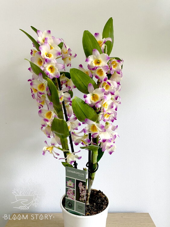 Орхидея Дендробиум Нобиле Ирен Смайл 2 ст 