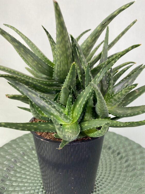 Алоэ Рауха ⌀13  Алоэ Рауха ⌀13