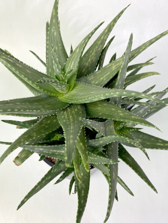 Алоэ Рауха ⌀13  Алоэ Рауха ⌀13