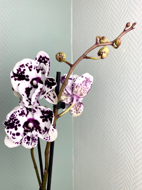 Орхидея Фаленопсис Биг Лип Арлекин 