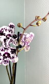 Орхидея Фаленопсис Биг Лип Арлекин 2 ст 