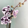 Орхидея Фаленопсис Биг Лип Арлекин 