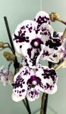 Орхидея Фаленопсис Биг Лип Арлекин 2 ст 