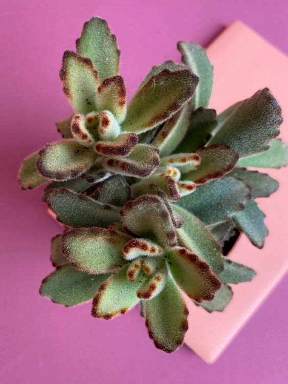 Каланхоэ Чоколед ⌀8 