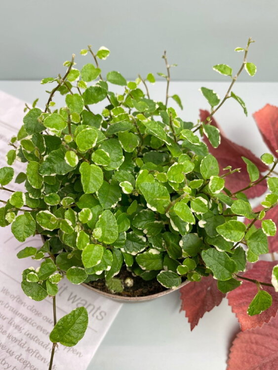 Фикус пумила Вайт Санни ⌀12 