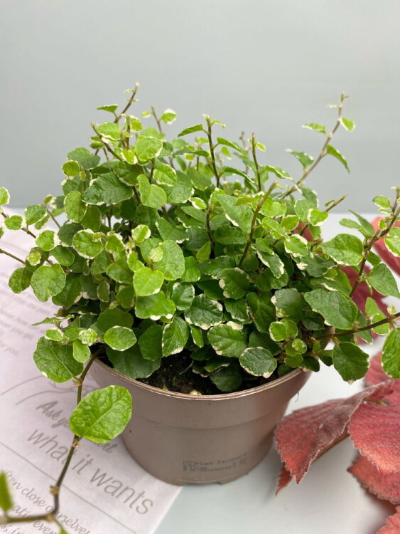 Фикус пумила Вайт Санни ⌀12 