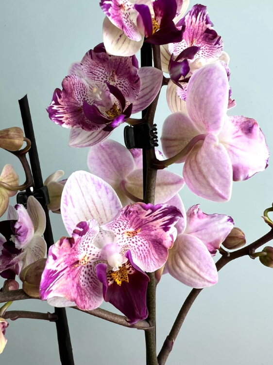 Орхидея Фаленопсис Литтл Джем Страйпс Бабочка 