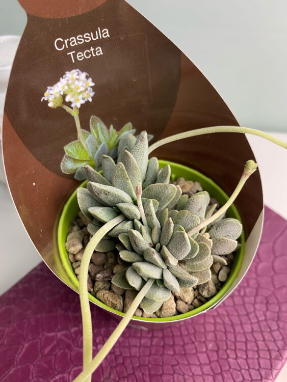 Крассула Текта ⌀7 