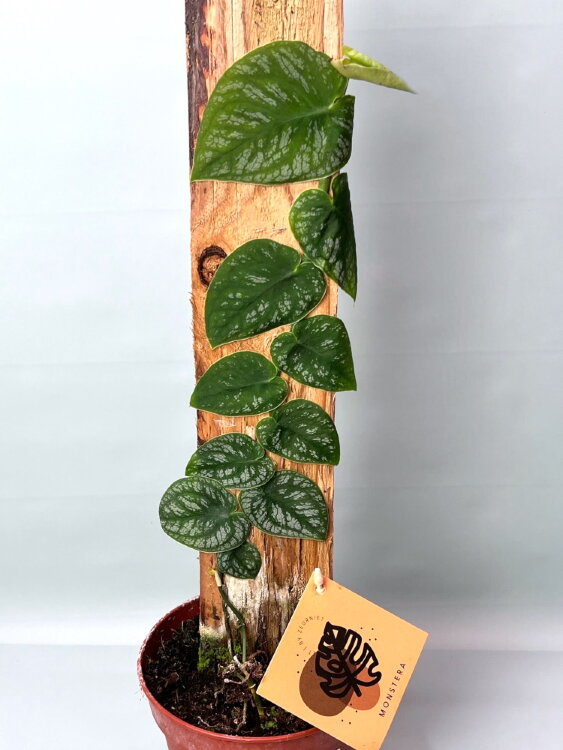 Монстера Дубиа ⌀14 50 см 