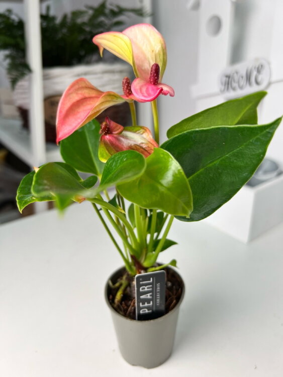 Антуриум Пёрл Матата ⌀7 20 см 