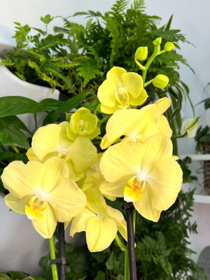 Орхидея фаленопсис Еллоу Стар ⌀12 60 см