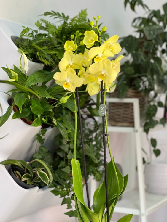 Орхидея фаленопсис Еллоу Стар ⌀12 60 см 