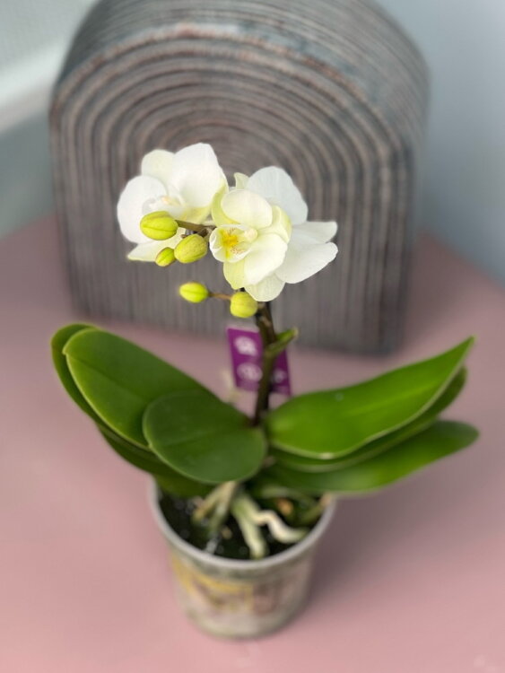 Орхидея Фаленопсис мини белый ⌀6 20 см 