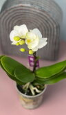 Орхидея Фаленопсис мини белый ⌀6 20 см 