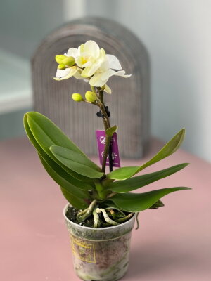 Орхидея Фаленопсис мини белый ⌀6 20 см