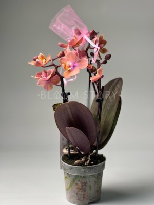 Орхидея Фаленопсис мини Аромио Карола ⌀6 20 см