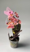 Орхидея Фаленопсис мини Аромио Карола ⌀6 20 см 