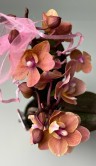 Орхидея Фаленопсис мини Аромио Карола ⌀6 20 см 
