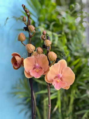 Орхидея Фаленопсис Санрайз Кизз Биг Лип ⌀12 60 см