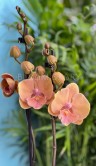 Орхидея Фаленопсис Санрайз Кизз Биг Лип ⌀12 60 см 
