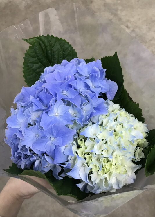 Гортензия Ёрли голубая ⌀9 