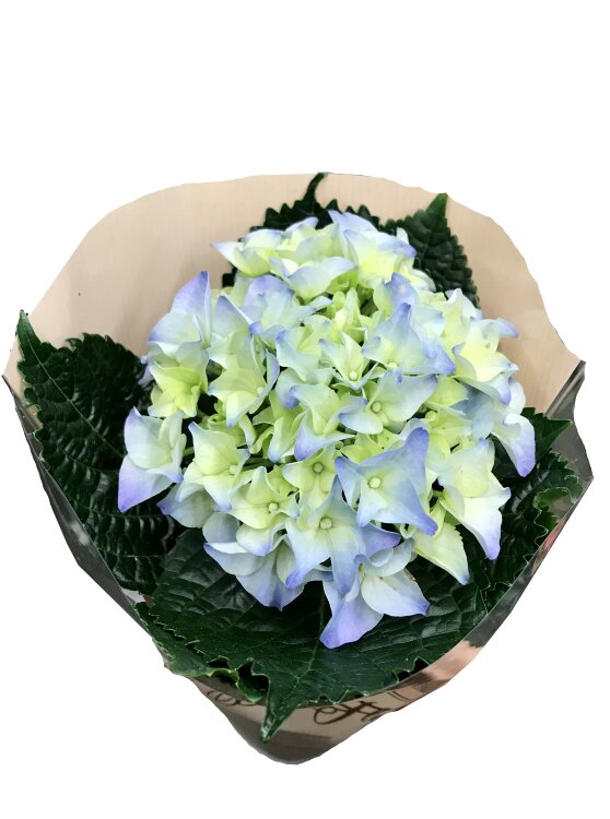 Гортензия Ёрли голубая ⌀9 