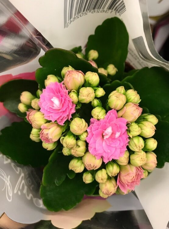 Каланхоэ Каландива розовое ⌀6 