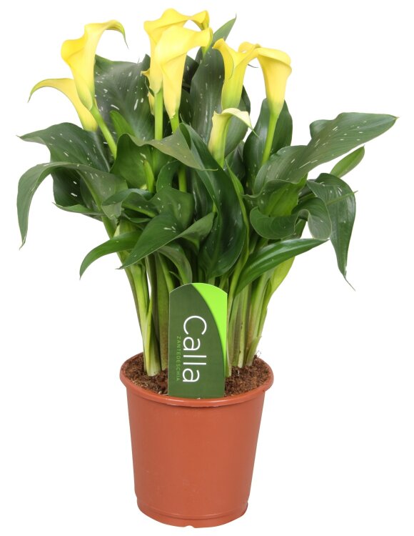 Калла жёлтая ⌀12 40 см 
