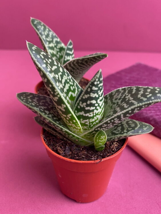 Гастерия биколор ⌀5 