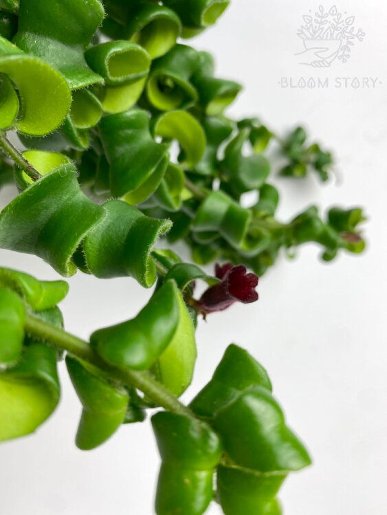 Эсхинантус Раста ⌀15 40 см  Эсхинантус Раста ⌀15 40 см