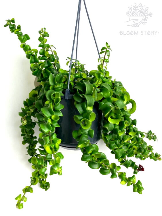 Эсхинантус Раста ⌀15 40 см  Эсхинантус Раста ⌀15 40 см