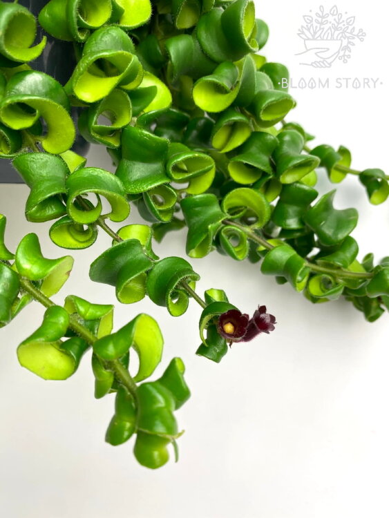 Эсхинантус Раста ⌀15 40 см  Эсхинантус Раста ⌀15 40 см