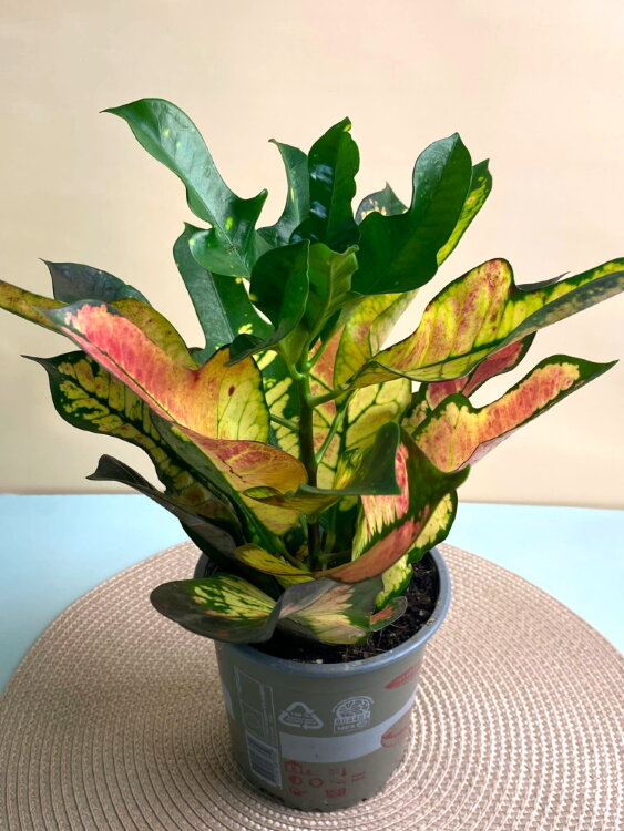 Кротон Вилма ⌀12 35 см 