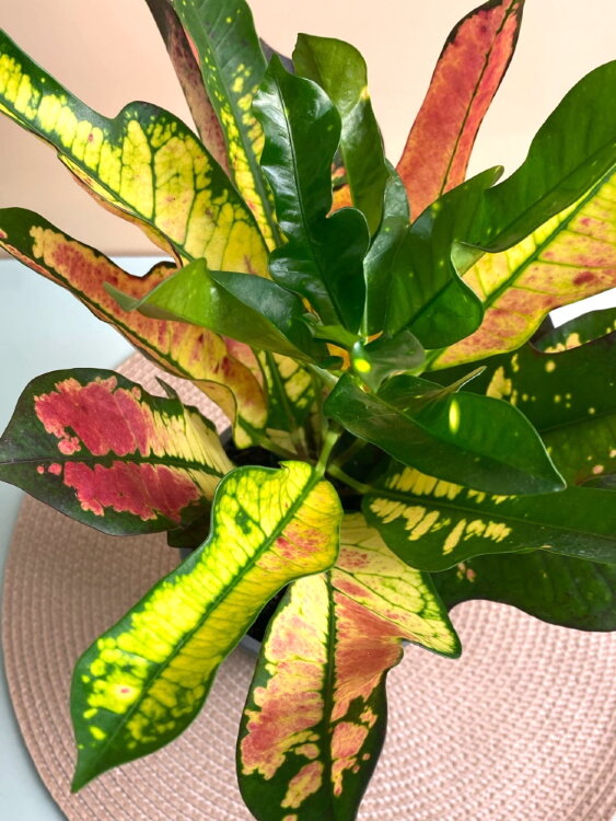 Кротон Вилма ⌀12 35 см 