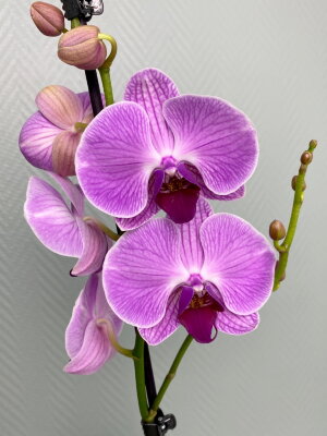 Орхидея с фиолетовыми прожилками 1 ст