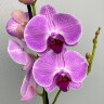 Орхидея с фиолетовыми прожилками 1 ст 