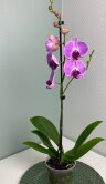 Орхидея с фиолетовыми прожилками 1 ст 