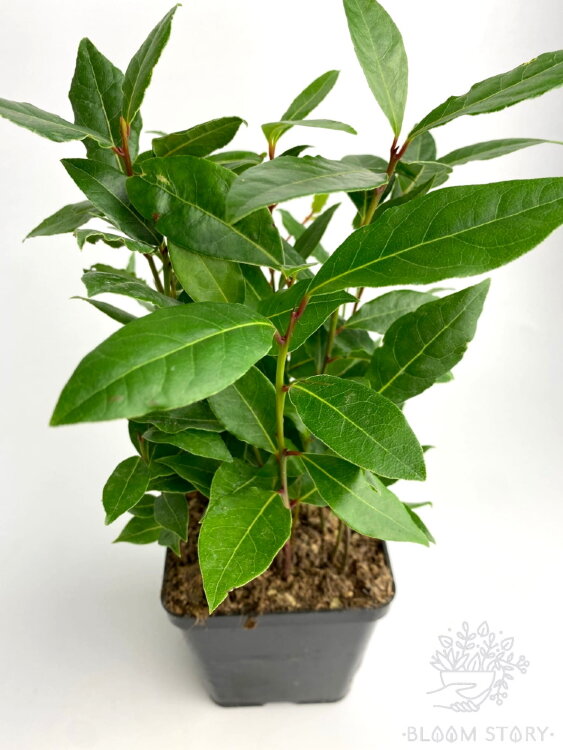 Лавр нобилис многоствольный ⌀9 25 см 