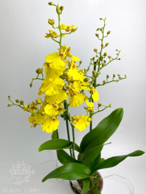 Орхидея Онцидиум жёлтая 2 ствола