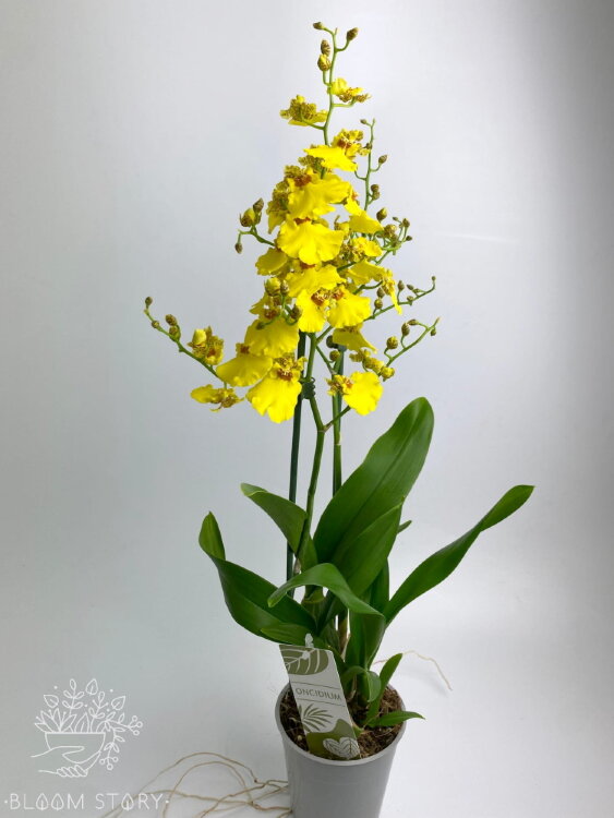 Орхидея Онцидиум жёлтая 2 ствола 