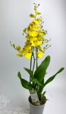 Орхидея Онцидиум жёлтая 2 ствола 
