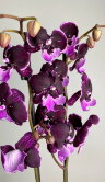 Орхидея Фаленопсис Биг Лип Хот Кисс 