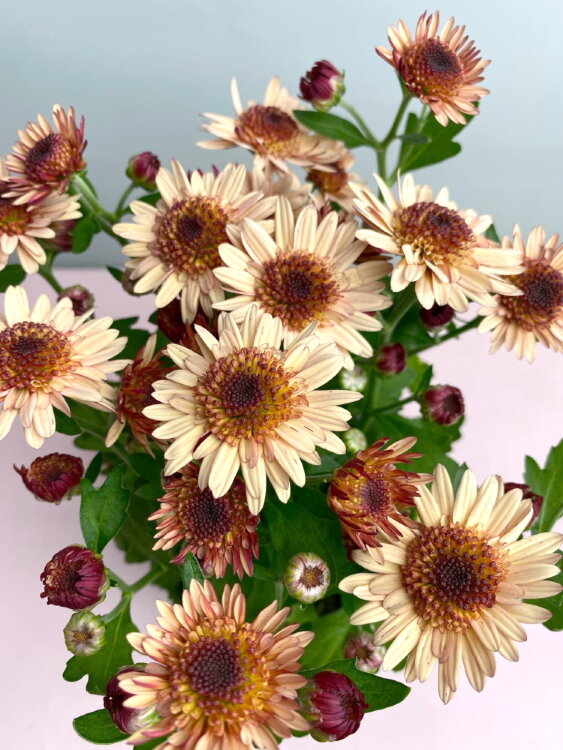 Хризантема Сантини ⌀12 