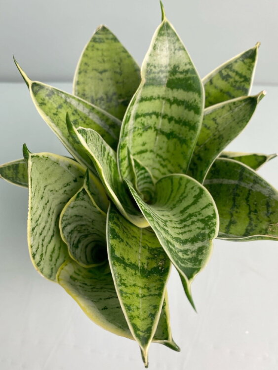 Сансевиерия Ханни Сильвер Стар ⌀8 15 см 